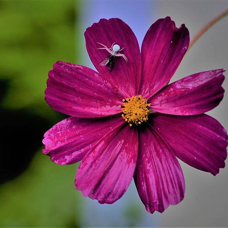 Apartment Im Garten 9 가르가쪼네 외부 사진