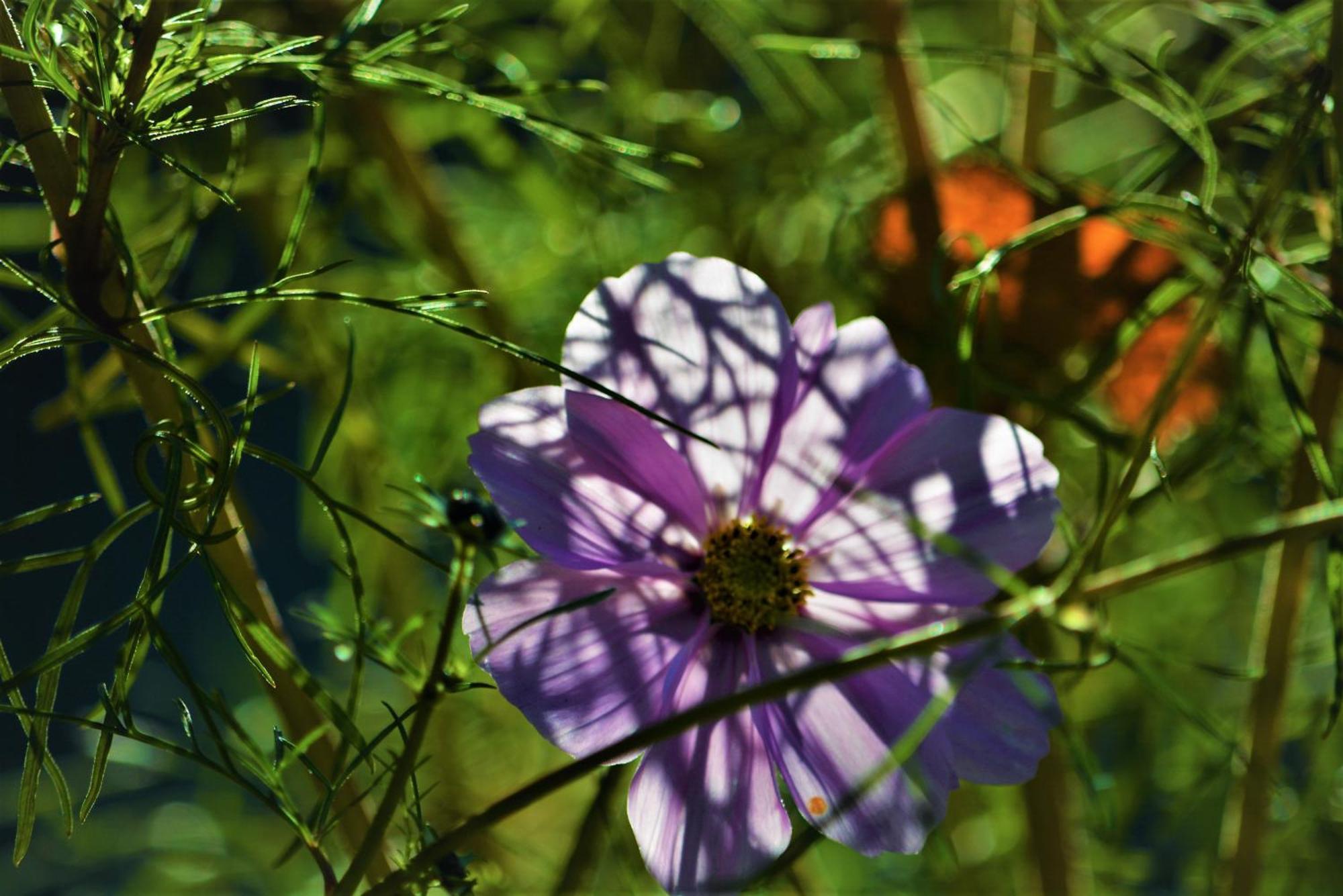 Apartment Im Garten 9 가르가쪼네 외부 사진